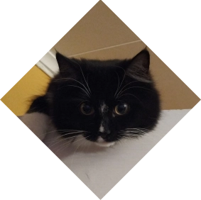 Cutest void kitten ever